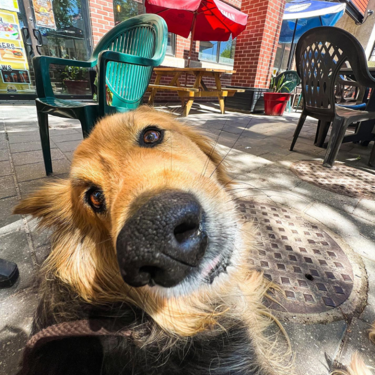Whyte Avenue Patio Map Old Strathcona Business Association, Edmonton