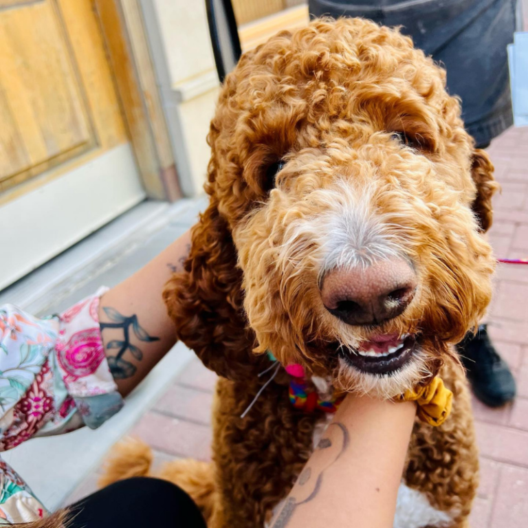 Whyte Avenue Patio Map Old Strathcona Business Association, Edmonton